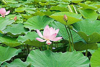 传PlayStation元老级制作人Connie Booth已离开索尼